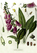 Digitalis